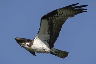 balbuzard-pecheur-osprey