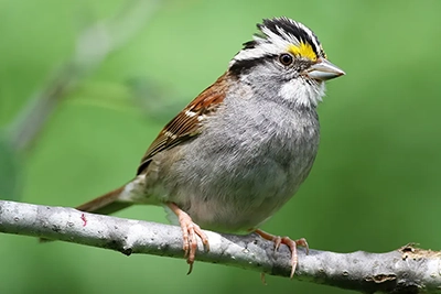 bruant-a-gorge-blanche-song-sparrow
