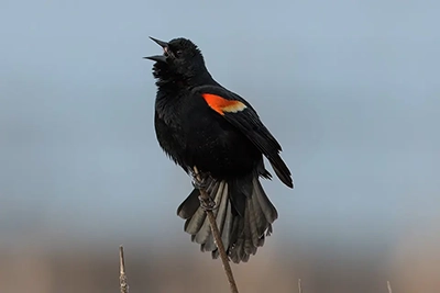 carouge-a-epaulettes-red-winged-blackbird