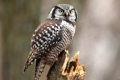 chouette-eperviere-northern-hawk-owl