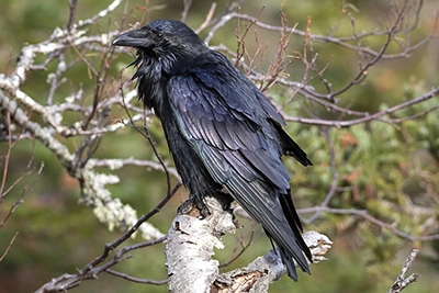 grand-corbeau-common-raven