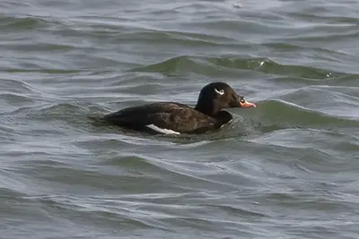 macreuse-a-ailes-blanches-white-winged-scoter