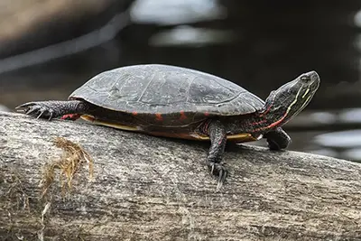 tortue-peinte-Eastern-painted-turtle