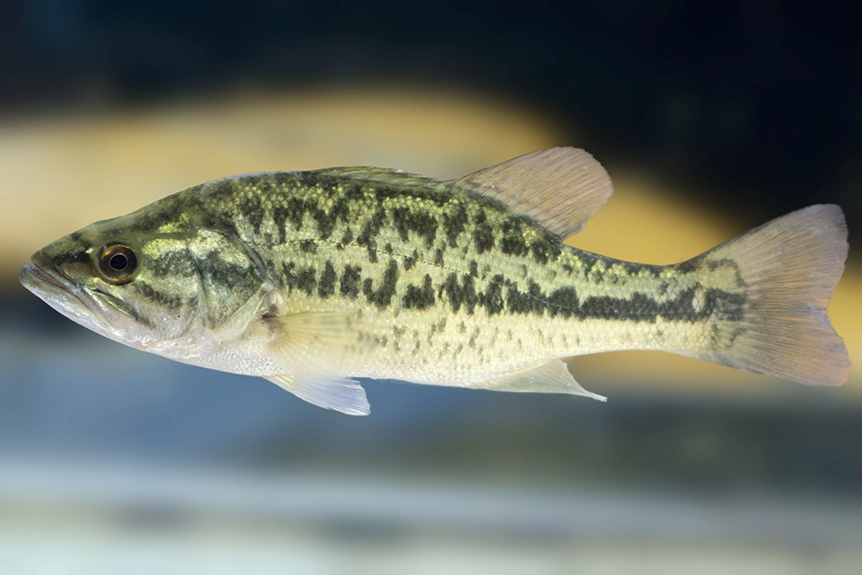 Animaux du Québec | Achigan à grande bouche