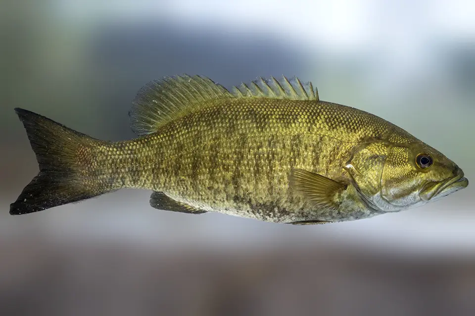 Animaux du Québec | Achigan à petite bouche