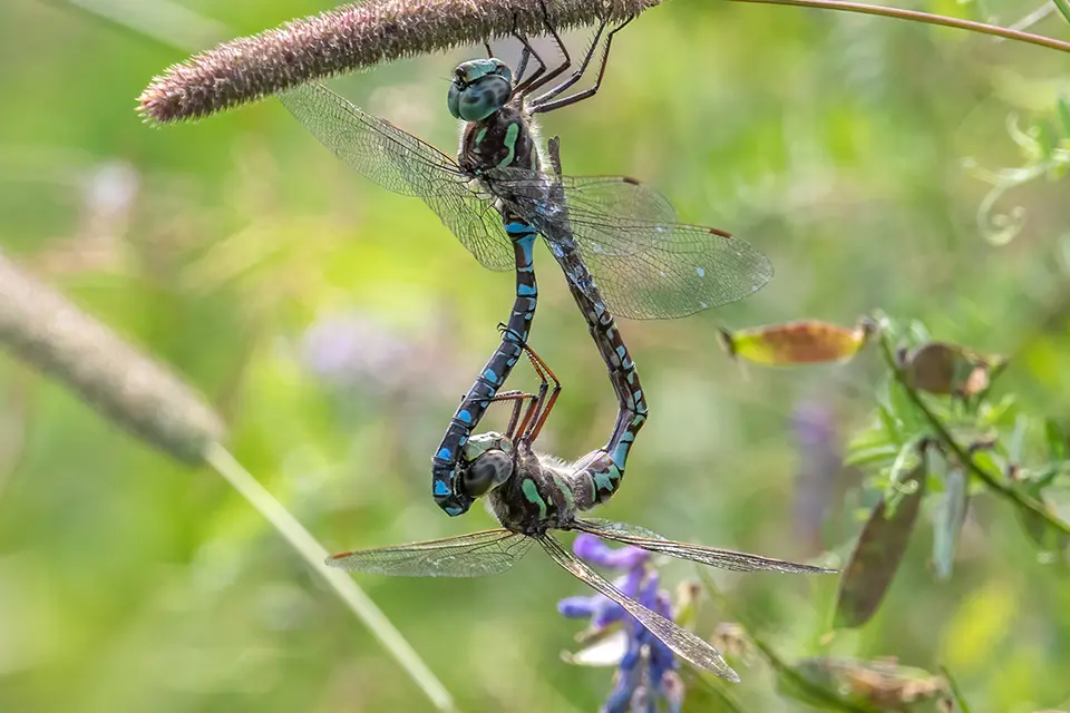 Animaux du Québec | Æschne