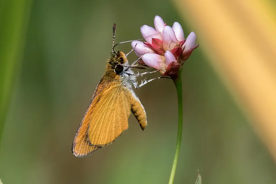 Animaux du Québec | Ancyloxypha arene