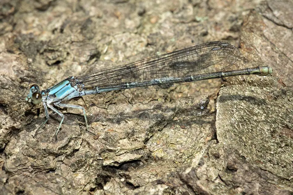Animaux du Québec | Argie svelte