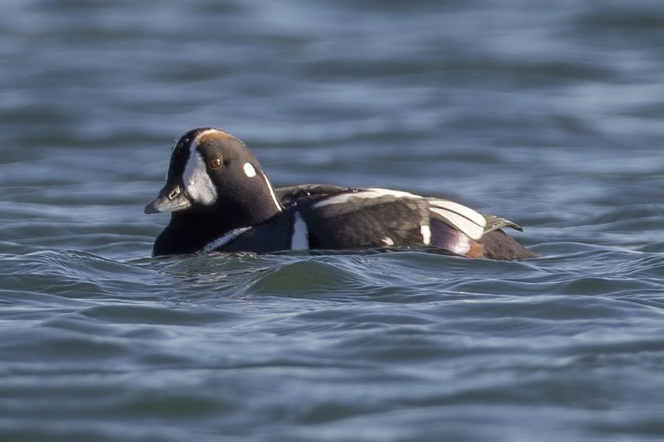 Animaux du Québec | Arlequin plongeur