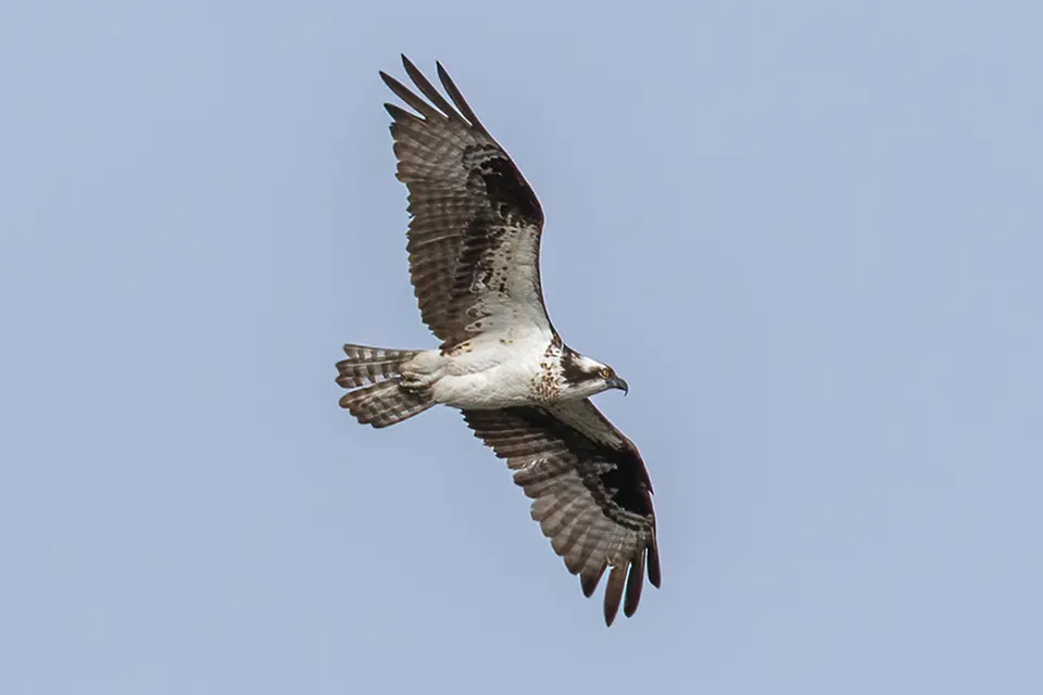 Animaux du Québec | Balbuzard pêcheur
