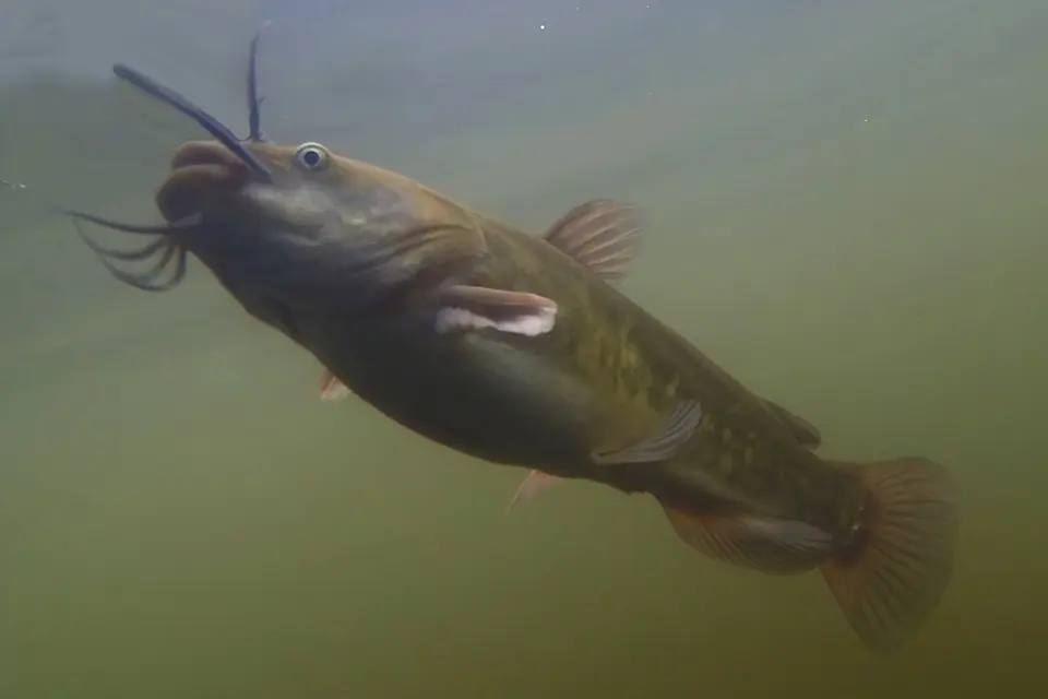 Animaux du Québec | Barbotte brune