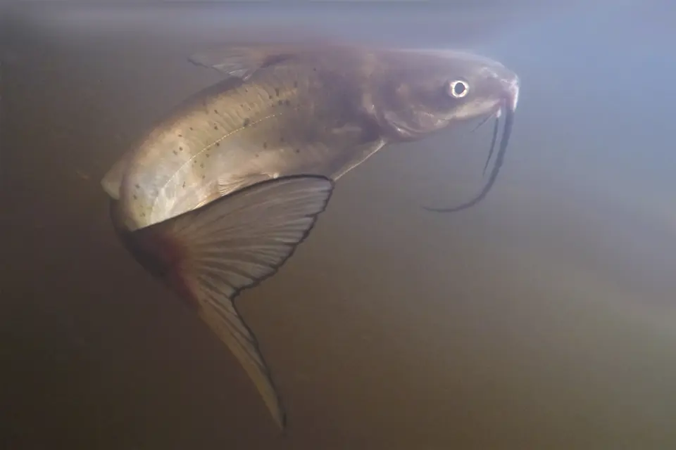 Animaux du Québec | Barbue de rivière