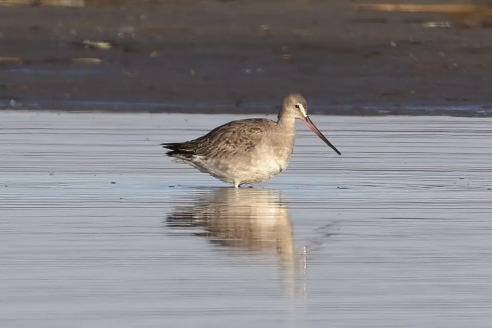 Animaux du Québec | Barge hudsonienne
