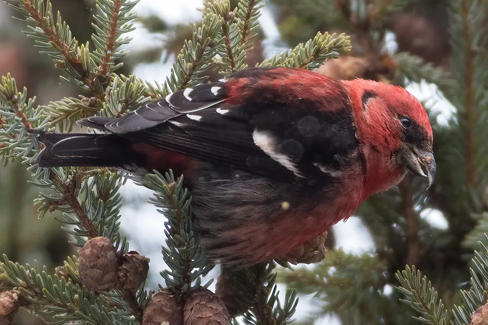 Animaux du Québec | Bec-croisé bifascié