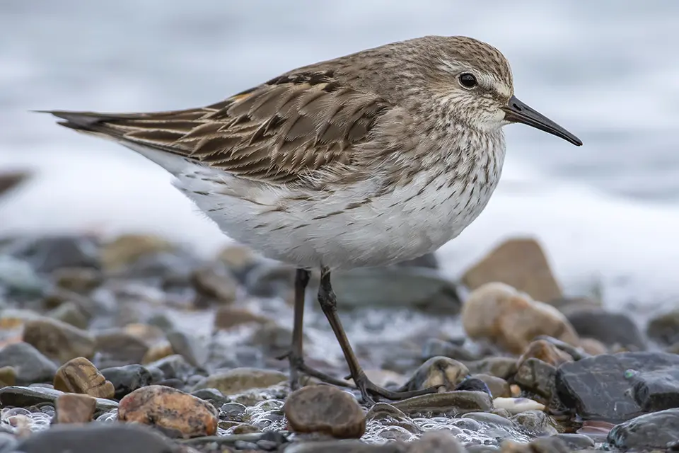 Animaux du Québec | Bécasseau à croupion blanc