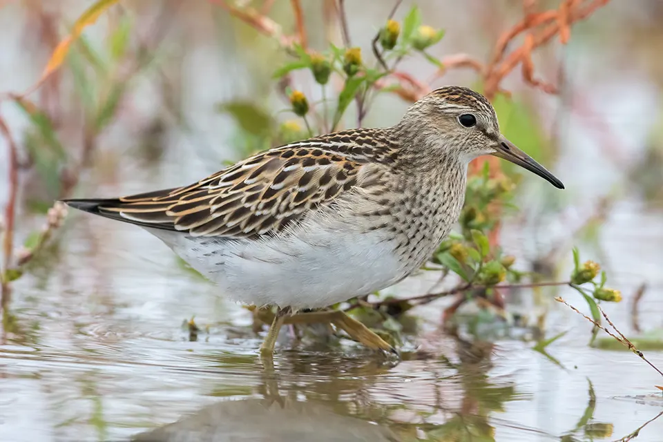 Animaux du Québec | Bécasseau à poitrine cendrée