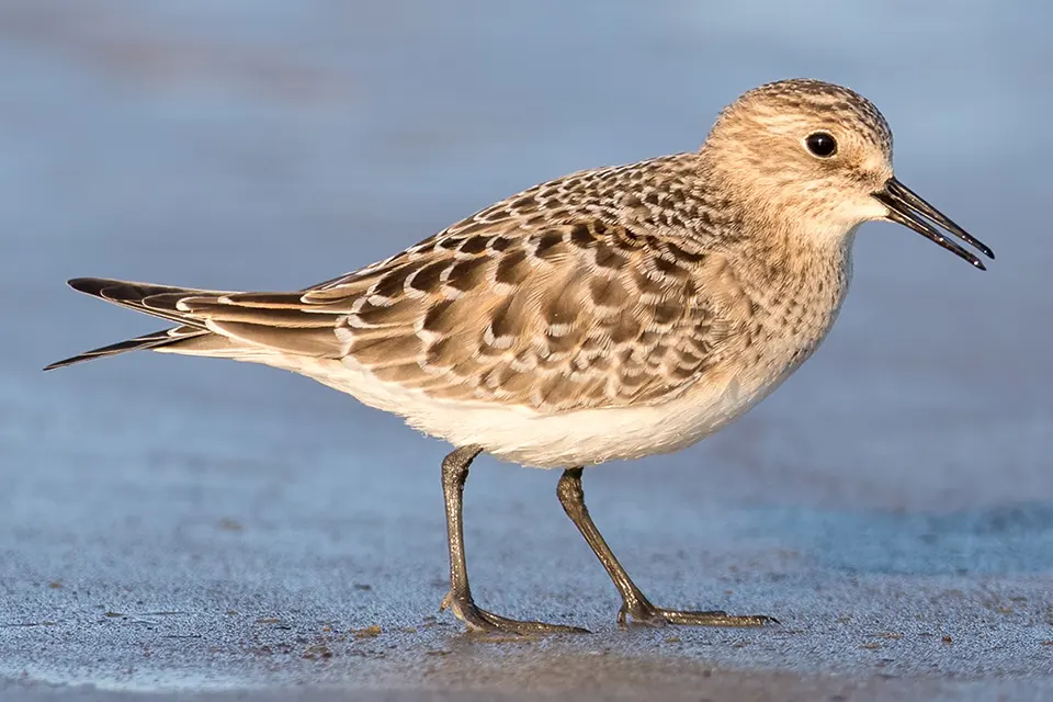 Animaux du Québec | Bécasseau de Baird