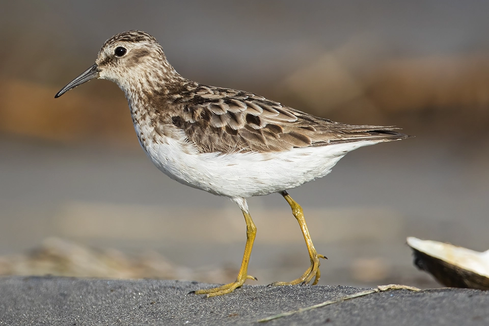 Animaux du Québec | Bécasseau minuscule
