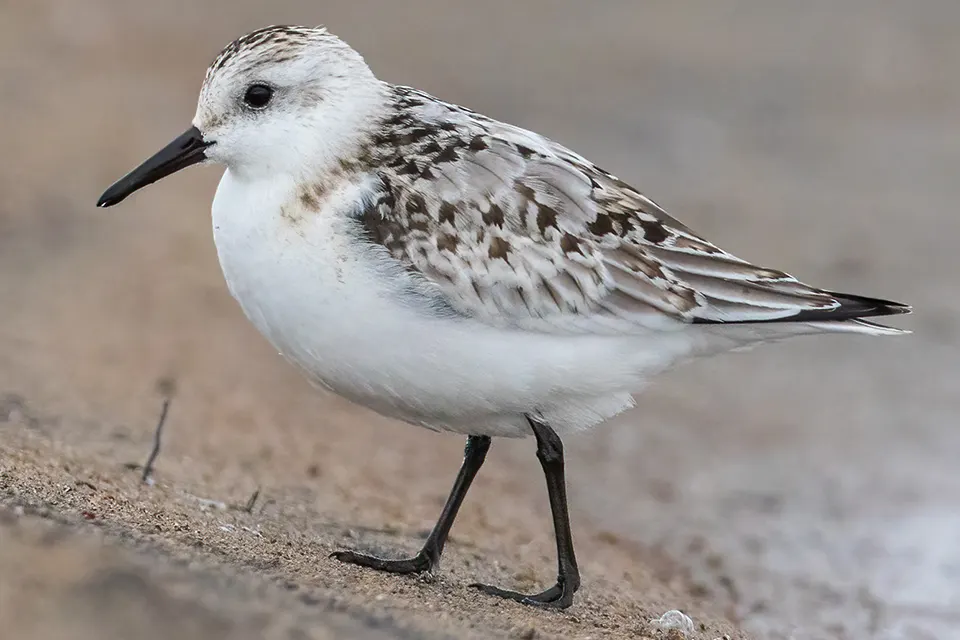 Animaux du Québec | Bécasseau sanderling