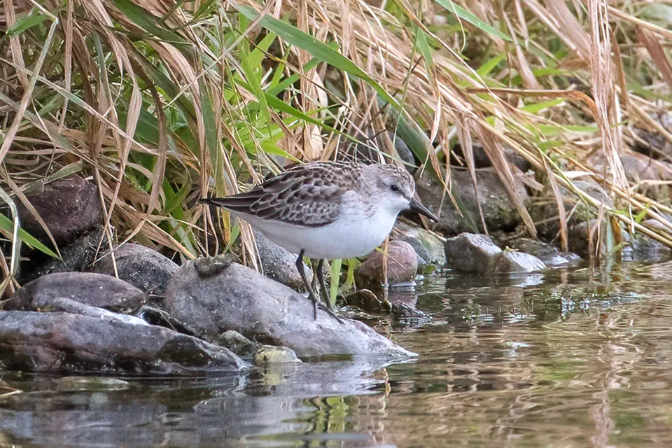 Animaux du Québec | Bécasseau semipalmé