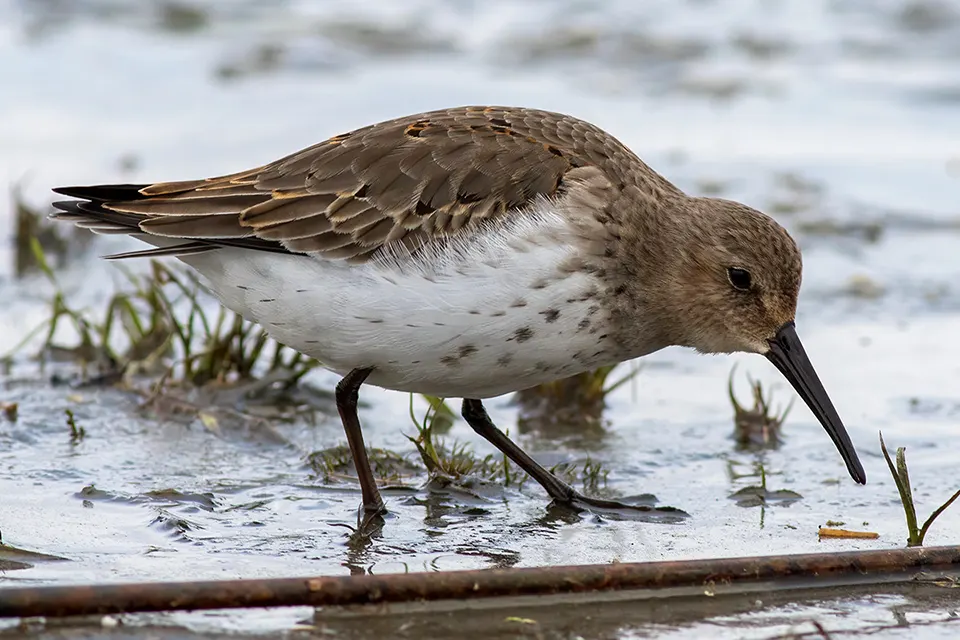 Animaux du Québec | Bécasseau variable