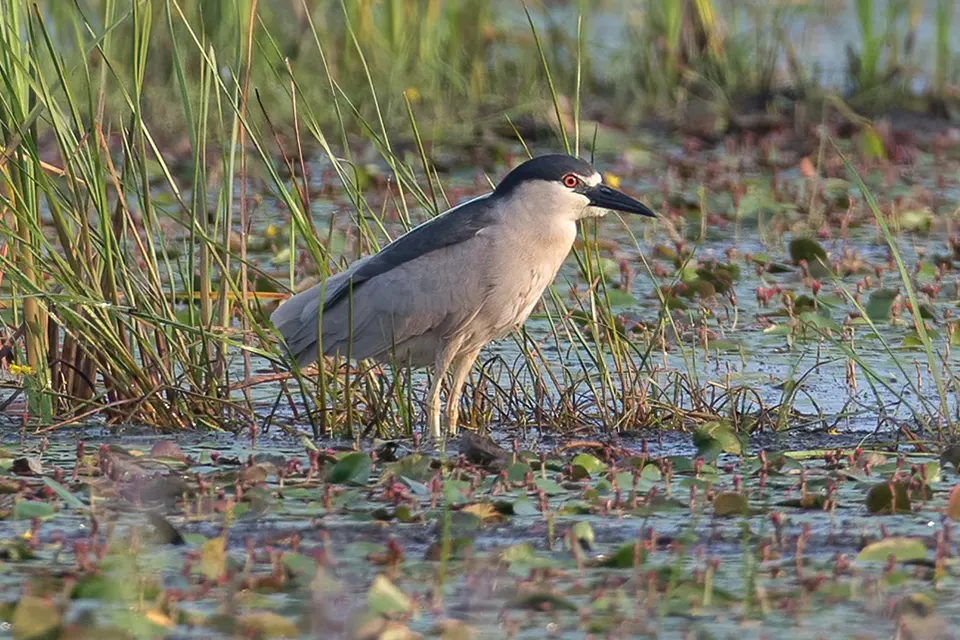 Animaux du Québec | Bihoreau gris