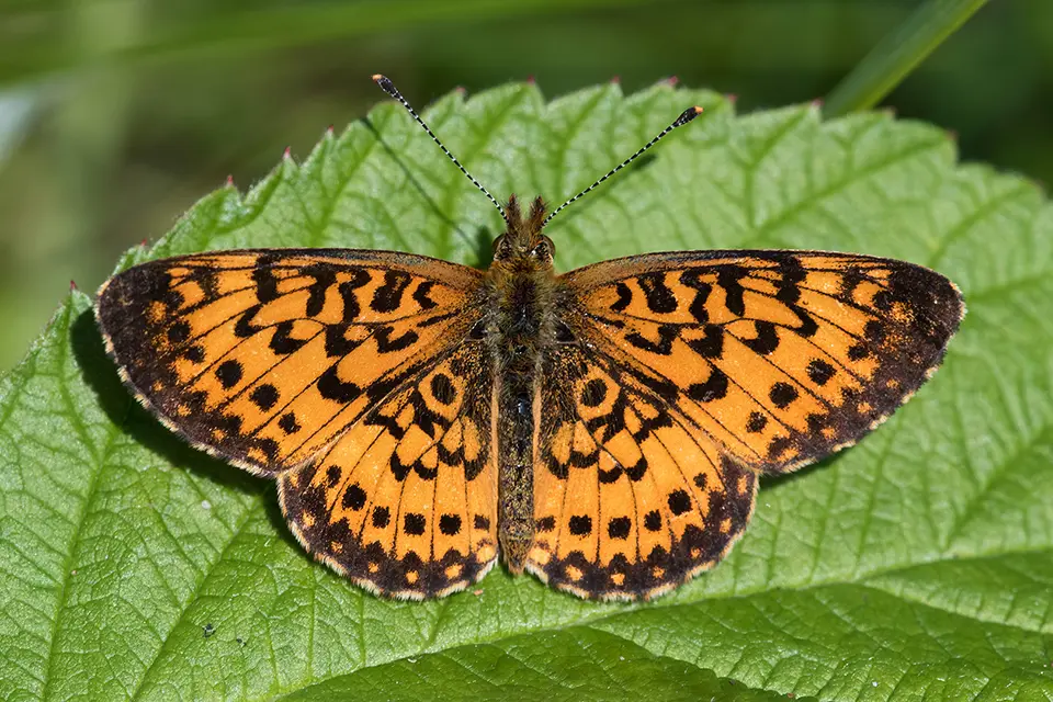 Animaux du Québec | Boloria à taches argentées