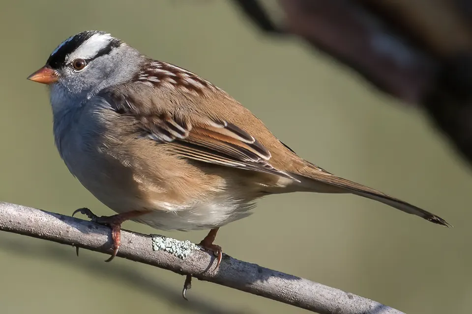 Animaux du Québec | Bruant à couronne blanche