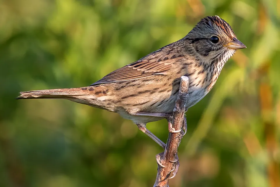 Animaux du Québec | Bruant de Lincoln