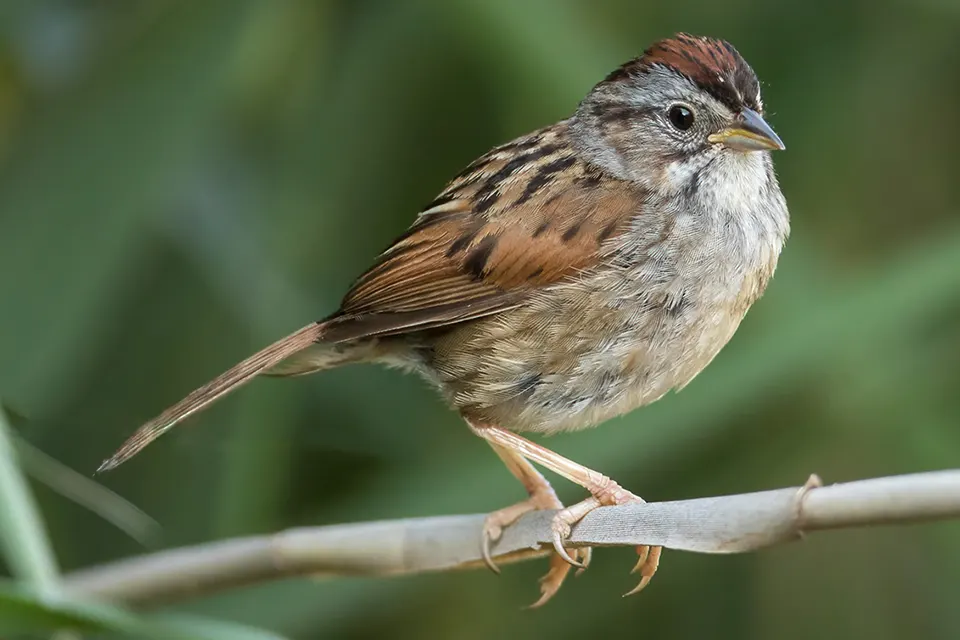 bruant-des-marais-swamp-sparrow