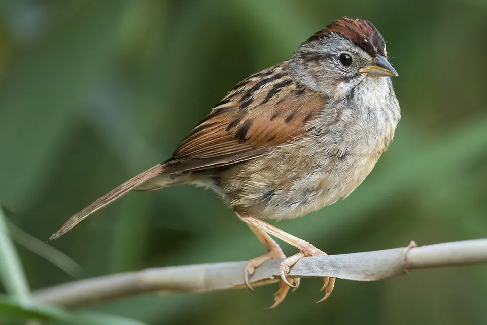 Animaux du Québec | Bruant des marais