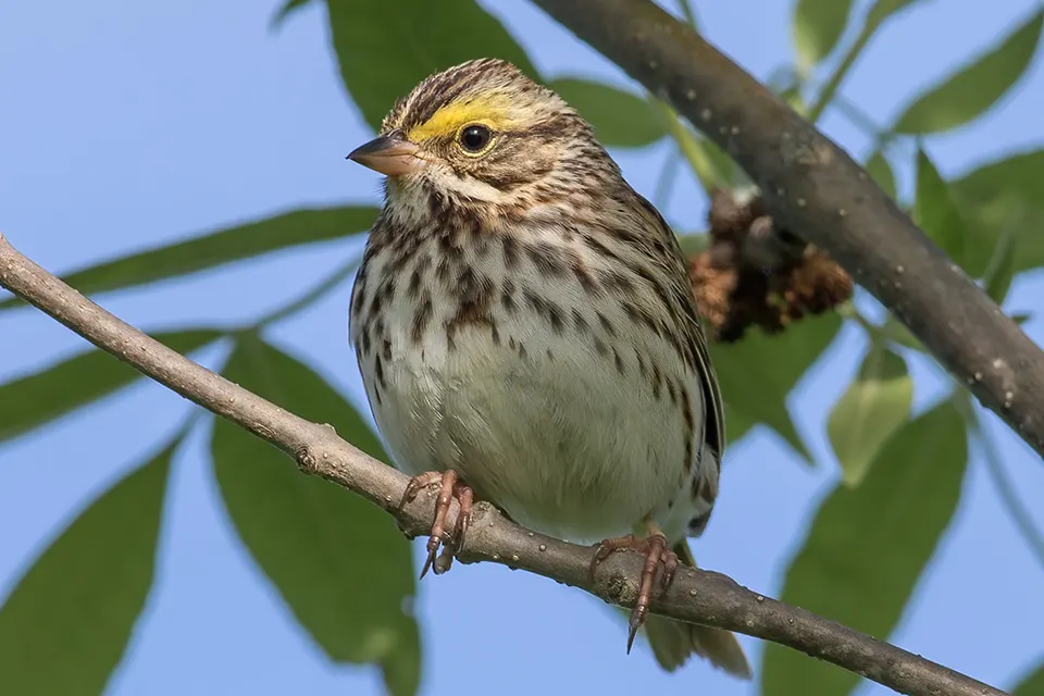 bruant-des-pres-savannah-sparrow