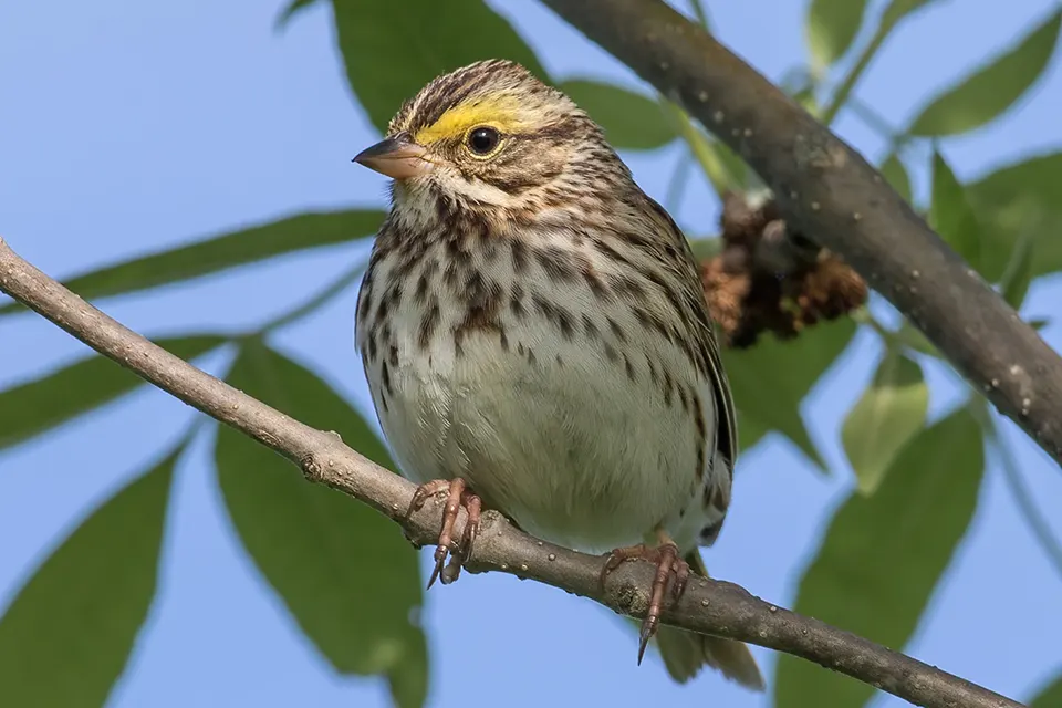 Animaux du Québec | Bruant des prés
