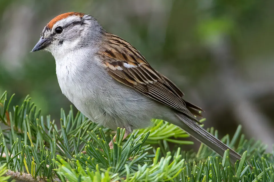 Animaux du Québec | Bruant familier