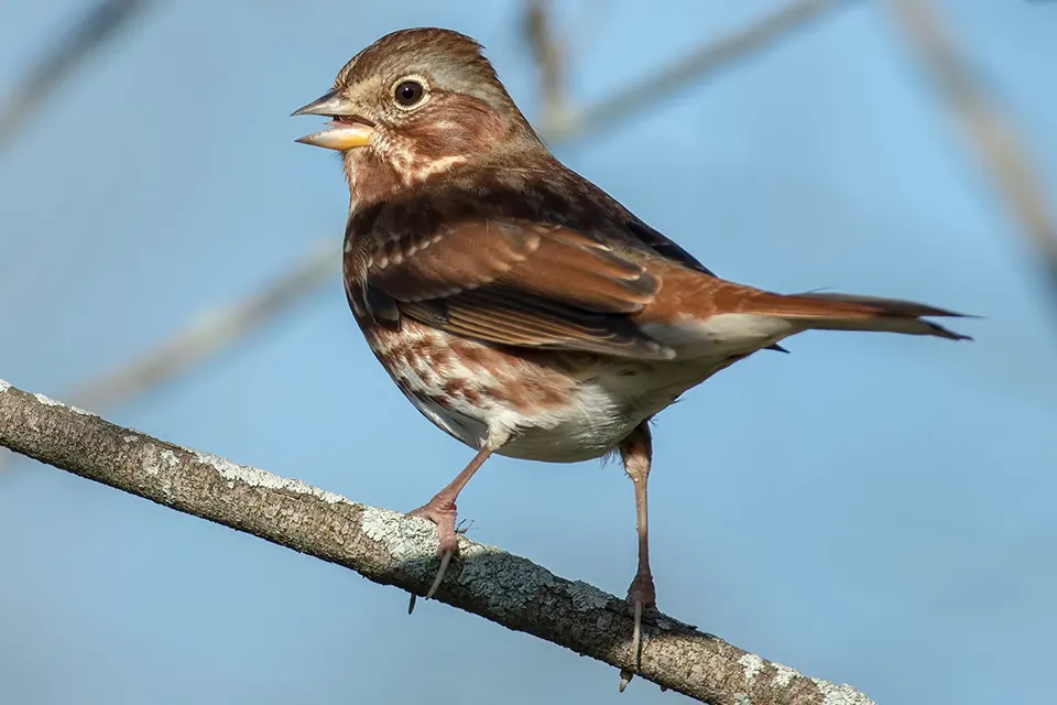 Animaux du Québec | Bruant fauve
