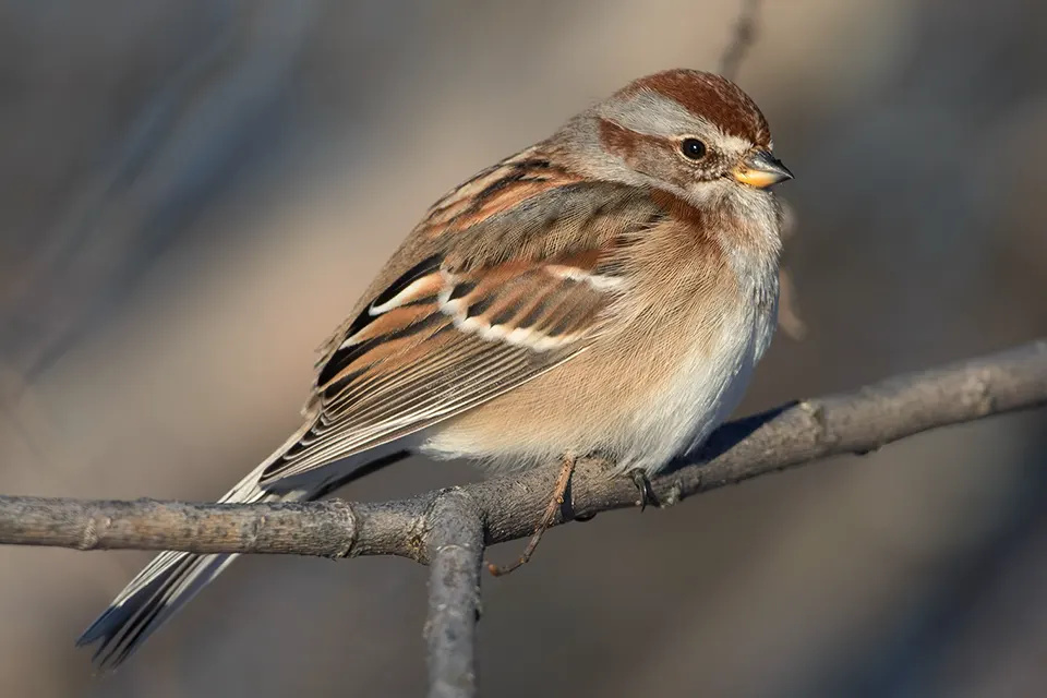 Animaux du Québec | Bruant hudsonien
