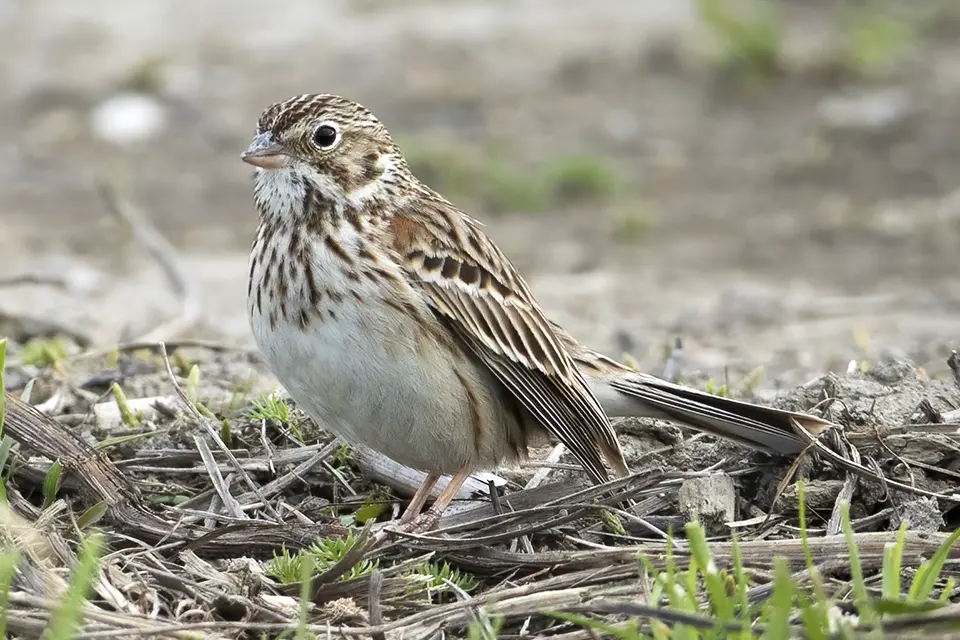 bruant-vesperal-vesper-sparrow