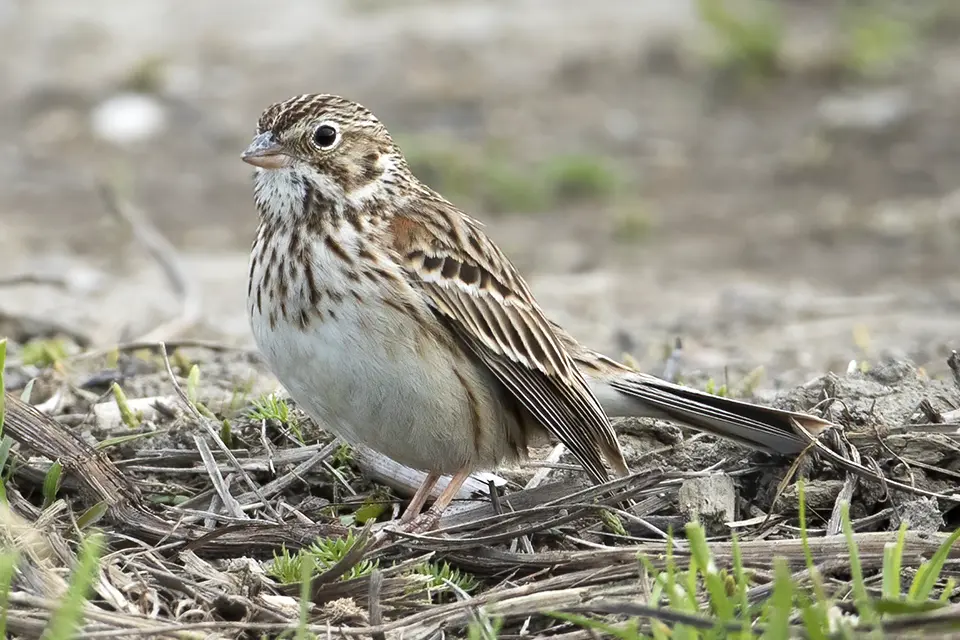 Animaux du Québec | Bruant vespéral