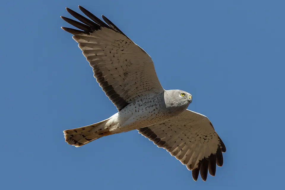 Animaux du Québec | Busard des marais