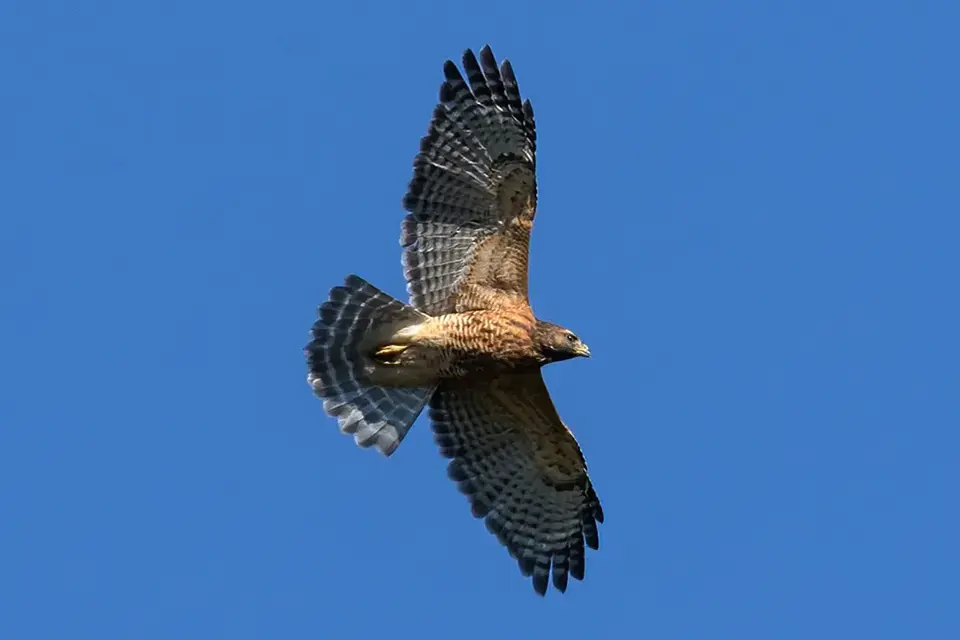 Animaux du Québec | Buse à épaulettes
