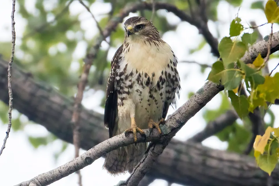Animaux du Québec | Buse à queue rousse