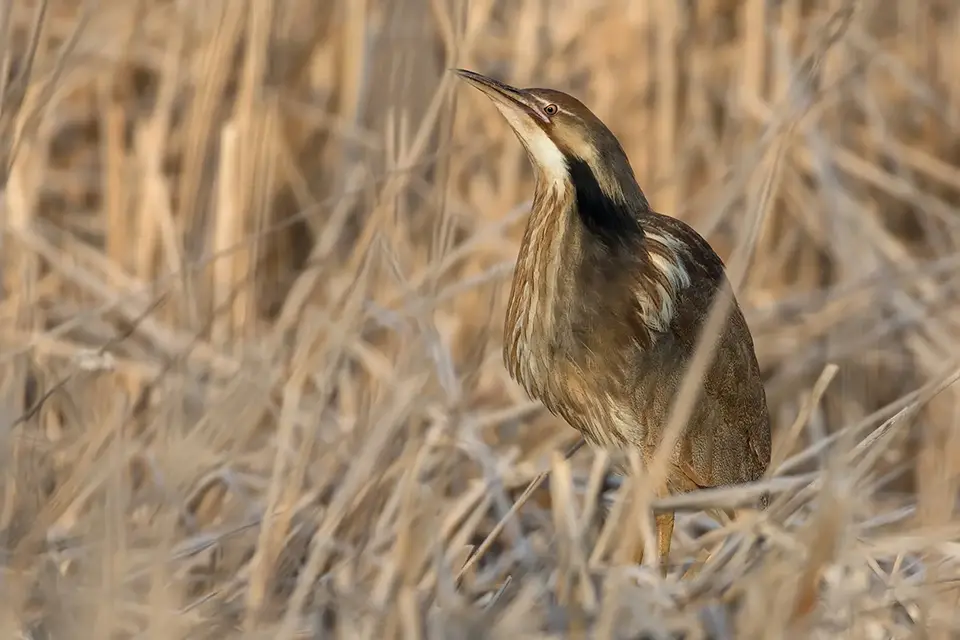 Animaux du Québec | Butor d'Amérique