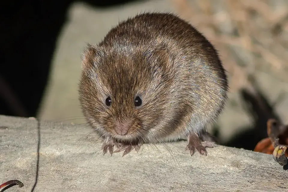Animaux du Québec | Campagnol des champs