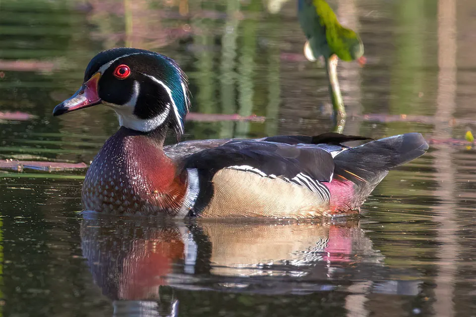 Animaux du Québec | Canard branchu