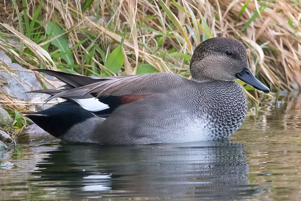 Animaux du Québec | Canard chipeau