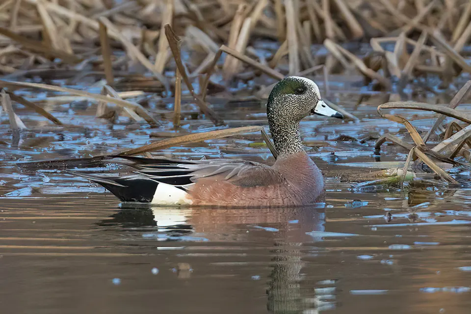 Animaux du Québec | Canard d'Amérique
