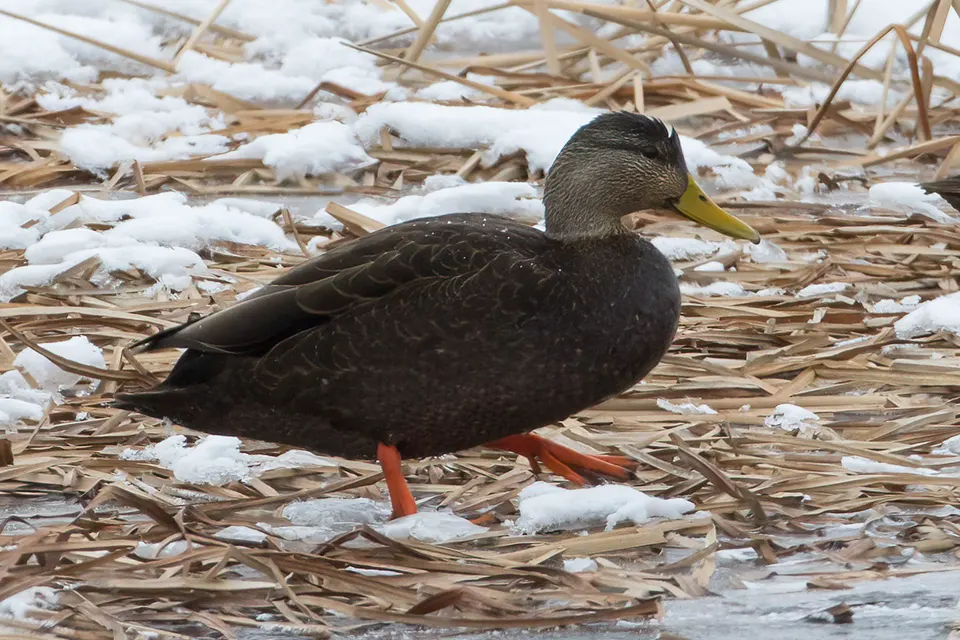 Animaux du Québec | Canard noir