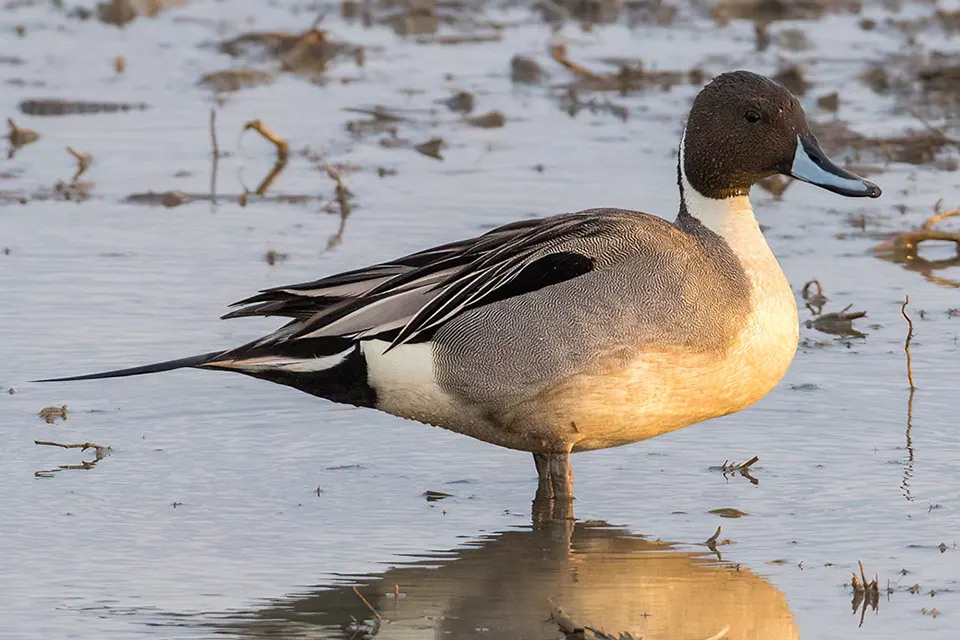 Animaux du Québec | Canard pilet