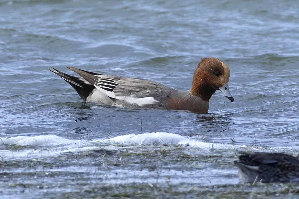 Animaux du Québec | Canard siffleur