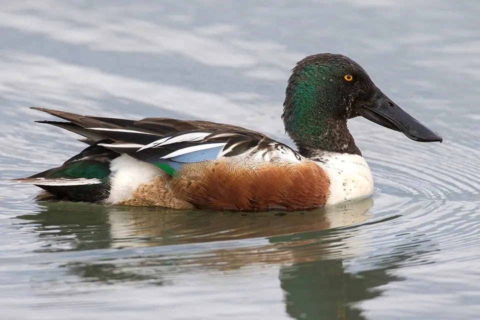 Animaux du Québec | Canard souchet